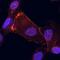 Neurofibromin 2 antibody, AF5616, R&D Systems, Immunofluorescence image 