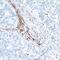 V-Set Immunoregulatory Receptor antibody, NBP2-76406, Novus Biologicals, Immunohistochemistry paraffin image 