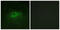 Colony Stimulating Factor 1 Receptor antibody, LS-C117865, Lifespan Biosciences, Immunofluorescence image 