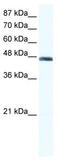 ENO1 antibody, TA335866, Origene, Western Blot image 