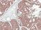 Cellular Communication Network Factor 3 antibody, NBP1-31416, Novus Biologicals, Immunohistochemistry frozen image 