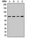 Dynamin 1 Like antibody, orb412119, Biorbyt, Western Blot image 