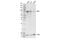 Bromodomain Containing 9 antibody, 71232S, Cell Signaling Technology, Western Blot image 