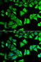 Ribosomal Protein S12 antibody, 19-924, ProSci, Immunofluorescence image 