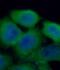 Plasminogen Activator, Urokinase antibody, FNab09267, FineTest, Immunofluorescence image 