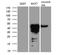 GATA Binding Protein 3 antibody, NBP2-45810, Novus Biologicals, Western Blot image 