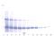Aminoacyl TRNA Synthetase Complex Interacting Multifunctional Protein 1 antibody, XP-5122, ProSci, Western Blot image 