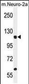 Leucyl-TRNA Synthetase antibody, PA5-71490, Invitrogen Antibodies, Western Blot image 