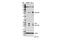 FosB Proto-Oncogene, AP-1 Transcription Factor Subunit antibody, 14695S, Cell Signaling Technology, Western Blot image 