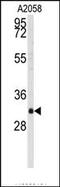 WW Domain Binding Protein 2 antibody, AP14579PU-N, Origene, Western Blot image 