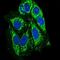 Protein Tyrosine Phosphatase Non-Receptor Type 11 antibody, GTX60640, GeneTex, Immunofluorescence image 