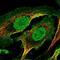 Regulator Of G Protein Signaling 10 antibody, NBP2-56721, Novus Biologicals, Immunofluorescence image 