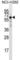 GDNF Family Receptor Alpha 2 antibody, abx028008, Abbexa, Western Blot image 