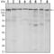 ESET antibody, GTX80408, GeneTex, Western Blot image 