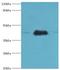 ERGIC And Golgi 2 antibody, LS-C379200, Lifespan Biosciences, Western Blot image 