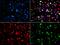 Bifunctional polynucleotide phosphatase/kinase antibody, GTX64651, GeneTex, Immunofluorescence image 