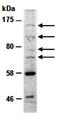 PR/SET Domain 16 antibody, orb66811, Biorbyt, Western Blot image 