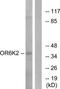 Olfactory Receptor Family 6 Subfamily K Member 2 antibody, TA315850, Origene, Western Blot image 
