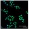 MCL1 Apoptosis Regulator, BCL2 Family Member antibody, LS-B3686, Lifespan Biosciences, Immunofluorescence image 