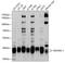 Endogenous Retrovirus Group FRD Member 1, Envelope antibody, 13-475, ProSci, Western Blot image 