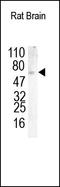 Granulin Precursor antibody, 251319, Abbiotec, Western Blot image 
