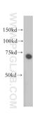 Abl Interactor 2 antibody, 14890-1-AP, Proteintech Group, Western Blot image 