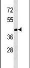 DNA Methyltransferase 3 Like antibody, PA5-11188, Invitrogen Antibodies, Western Blot image 