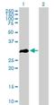 Oligodendrocyte Transcription Factor 3 antibody, H00167826-B01P, Novus Biologicals, Western Blot image 