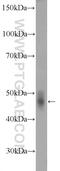 Tryptophan 2,3-Dioxygenase antibody, 15880-1-AP, Proteintech Group, Western Blot image 