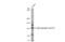 Nitric Oxide Synthase 3 antibody, GTX129058, GeneTex, Western Blot image 