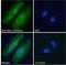 Neutrophil Cytosolic Factor 1 antibody, LS-B2365, Lifespan Biosciences, Immunofluorescence image 
