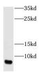 G Protein Subunit Gamma Transducin 1 antibody, FNab03547, FineTest, Western Blot image 