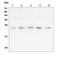 Transcription Factor A, Mitochondrial antibody, M01119-1, Boster Biological Technology, Western Blot image 