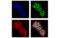 Nucleoporin 153 antibody, 98559S, Cell Signaling Technology, Immunocytochemistry image 