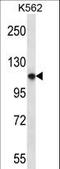 Pleckstrin Homology And RUN Domain Containing M1 antibody, LS-C163791, Lifespan Biosciences, Western Blot image 