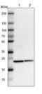 Yip1 Interacting Factor Homolog A, Membrane Trafficking Protein antibody, NBP1-89362, Novus Biologicals, Western Blot image 