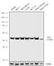 Endoplasmic Reticulum Oxidoreductase 1 Alpha antibody, 711744, Invitrogen Antibodies, Western Blot image 