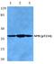 Nucleophosmin 1 antibody, PA5-36786, Invitrogen Antibodies, Western Blot image 