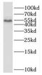 Schwannomin-interacting protein 1 antibody, FNab07634, FineTest, Western Blot image 