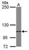 Integrin Subunit Alpha 6 antibody, GTX100565, GeneTex, Western Blot image 