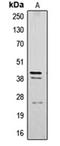 Cathepsin B antibody, orb213803, Biorbyt, Western Blot image 