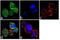 Interleukin 1 Receptor Associated Kinase 4 antibody, 720328, Invitrogen Antibodies, Immunofluorescence image 