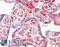 Syndecan 1 antibody, LS-B10172, Lifespan Biosciences, Immunohistochemistry frozen image 