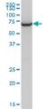 Telomerase Cajal body protein 1 antibody, H00055135-M04, Novus Biologicals, Western Blot image 