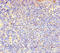 Coactosin Like F-Actin Binding Protein 1 antibody, CSB-PA622751HA01HU, Cusabio, Immunohistochemistry paraffin image 