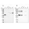 Pleckstrin Homology Domain Containing A3 antibody, PA5-56954, Invitrogen Antibodies, Western Blot image 