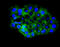 EPH Receptor B2 antibody, A01507-1, Boster Biological Technology, Immunofluorescence image 