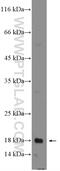 LIF Interleukin 6 Family Cytokine antibody, 26757-1-AP, Proteintech Group, Western Blot image 