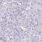 Pyruvate Dehydrogenase E1 Alpha 2 Subunit antibody, NBP2-33922, Novus Biologicals, Immunohistochemistry frozen image 