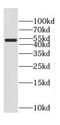 CAMP Responsive Element Binding Protein 3 antibody, FNab01962, FineTest, Western Blot image 